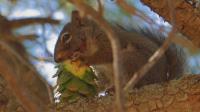 Noshing